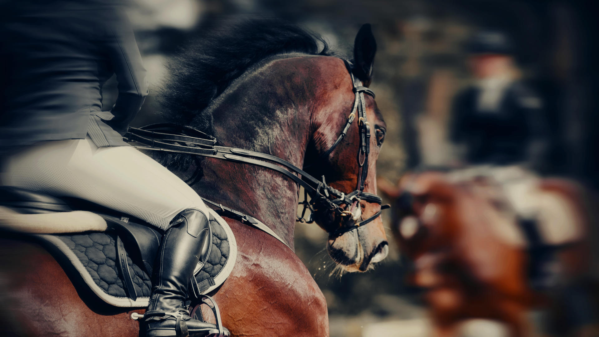 Welcome to WB Equiline's Blog